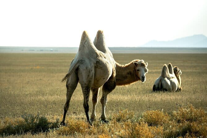2 Days Private Kolsai Kaindy Lakes with Charyn Canyon Tour - Practical Tips for Future Travelers