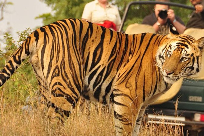 2-Days Private Ranthambhore Tiger Tour From Jaipur - Inclusions