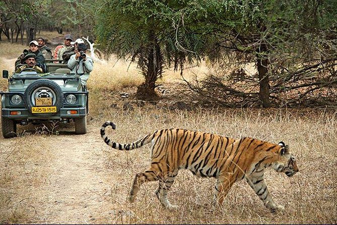 2-Days Private Ranthambhore Tiger Tour From Jaipur - Pricing and Inclusions