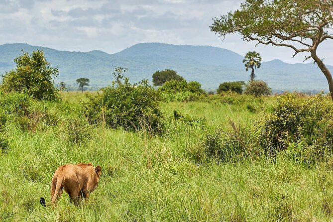 2 Days Private Safari Tour of Mikumi - Meals Included