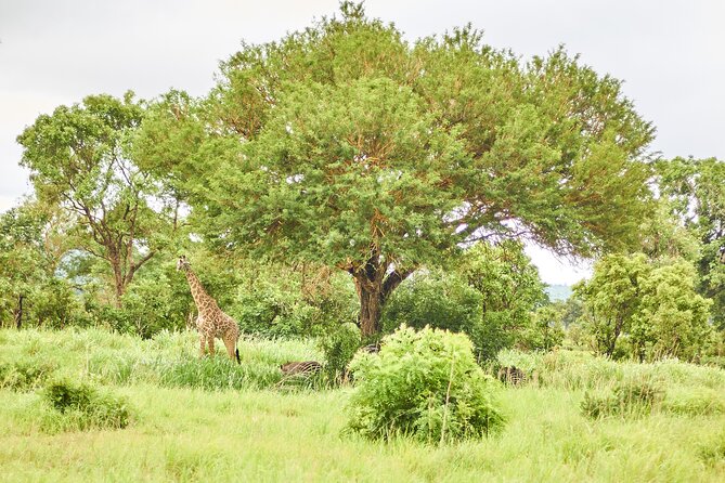 2 Days Private Safari Tour of Mikumi - Additional Inclusions