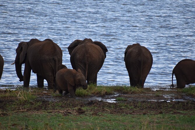 2-Days Private The Ultimate Tanzania Safari Tour - Accommodation and Amenities