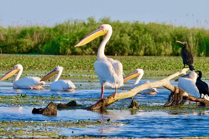 2 Days Private Tour from Bucharest to Black See and Danube Delta - Exploring the 2 Days Private Tour from Bucharest to Black Sea and Danube Delta