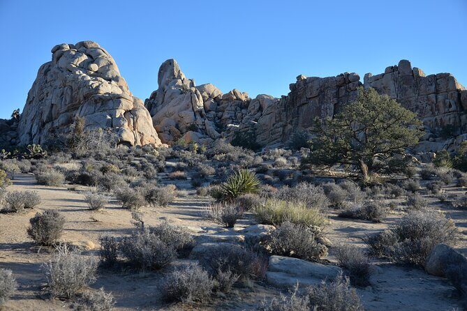 2-days Private Tour to Joshua Tree National Park from Los Angeles - Who Will Love This Tour?