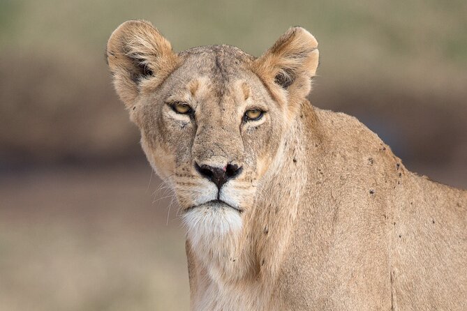 2-Days Private Tour to Ngorongoro Crater Safari From Arusha - Transportation