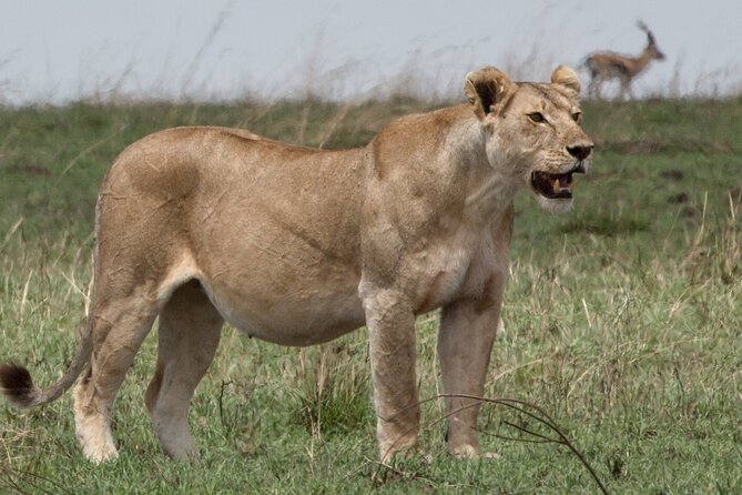 2-Days Private Tour to Ngorongoro Crater Safari From Arusha - Safety Measures