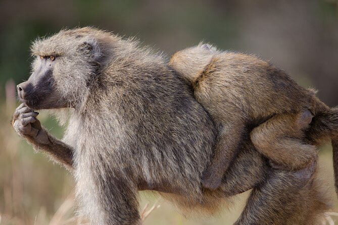 2-Days Private Tour to Ngorongoro Crater Safari From Arusha - Booking Information