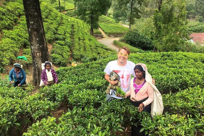 2 -Days Private Tour to Nuwara Eliya From Colombo - Tour Highlights