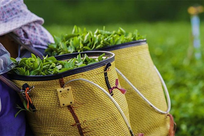 2 -Days Private Tour to Nuwara Eliya From Colombo - Booking Information