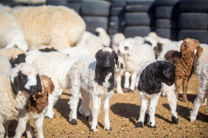 2 Days Przewalski's horses (takhi) and Genuine Nomadic Heritage - Exploring the Itinerary: What’s in Store