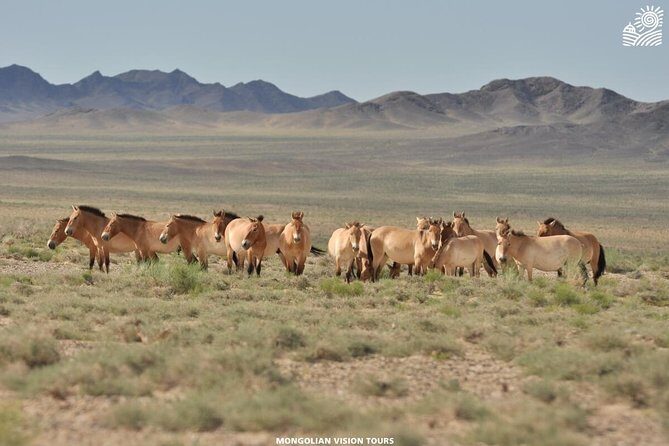 2 Days Przewalski's horses (takhi) and Genuine Nomadic Heritage - Final Thoughts