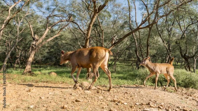 2 Days Rajasthan Wildlife Safari  Sariska Tiger Reserve - FAQs