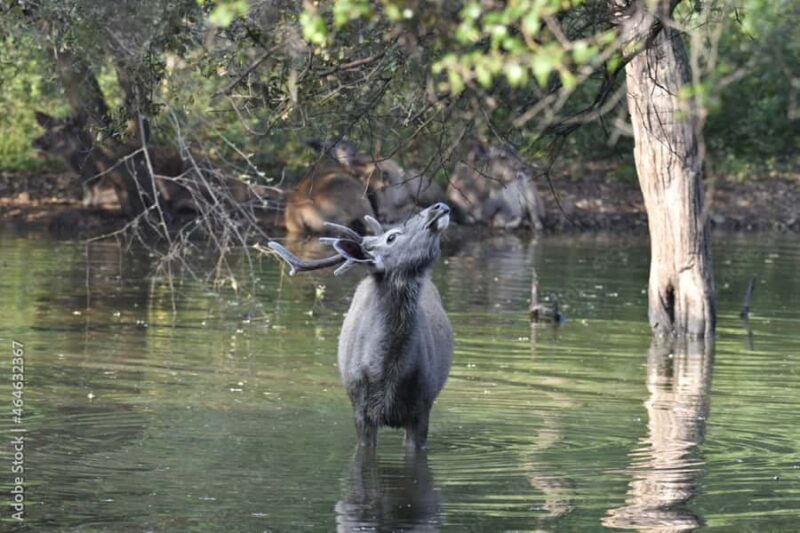 2 Days Rajasthan Wildlife Safari  Sariska Tiger Reserve - Final Thoughts