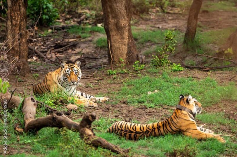 2 Days Rajasthan Wildlife Safari  Sariska Tiger Reserve - FAQ