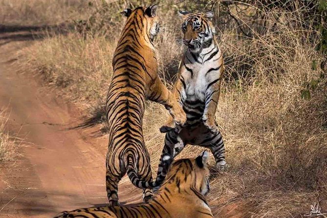 2 Days: Ranthambore Tiger Safari From Jaipur With Drop At Agra - Inclusions
