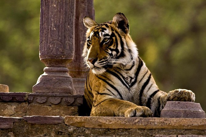 2 Days: Ranthambore Tiger Safari From Jaipur With Drop At Agra - Pickup Details