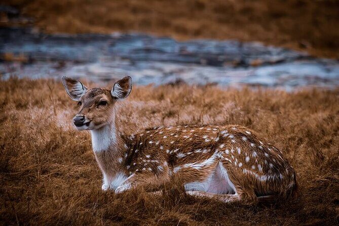 2 Days Ranthambore Wildlife Private Tour from Jaipur - Day 2: Dawn Safari & Heritage Exploration