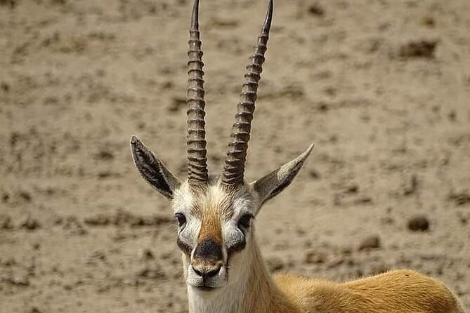 2 Days Saadani National Park From Zanzibar - Important Information