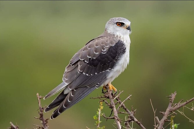 2 Days Safari – Tarangire NP & Ngorongoro Crater - Good To Know
