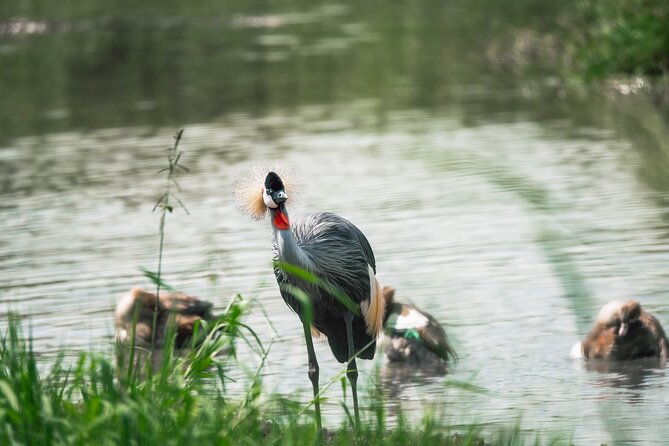 2 Days Safari – Tarangire NP & Ngorongoro Crater - Safari Activities