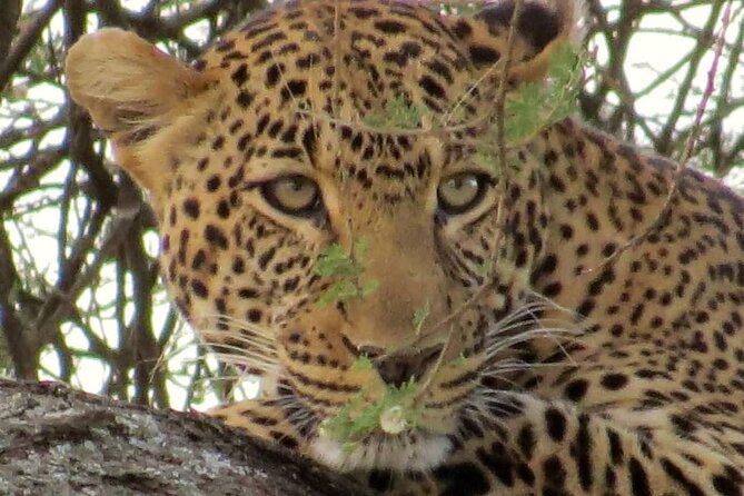 2 Days Safari – Tarangire NP & Ngorongoro Crater - Important Reminders