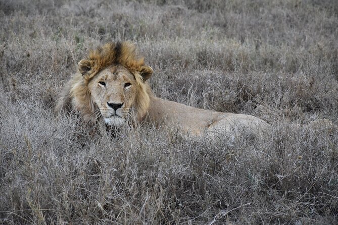 2 Days Safari Through Tarangire NP and Lake Manyara NP - Safari Activities