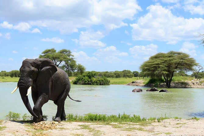 2 Days Safari Through Tarangire NP and Lake Manyara NP - Wildlife Encounters
