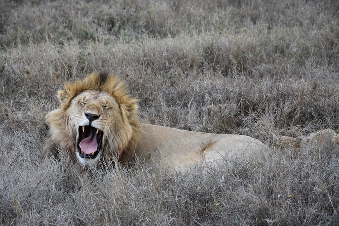 2 Days Safari Through Tarangire NP and Lake Manyara NP - Tour Pricing