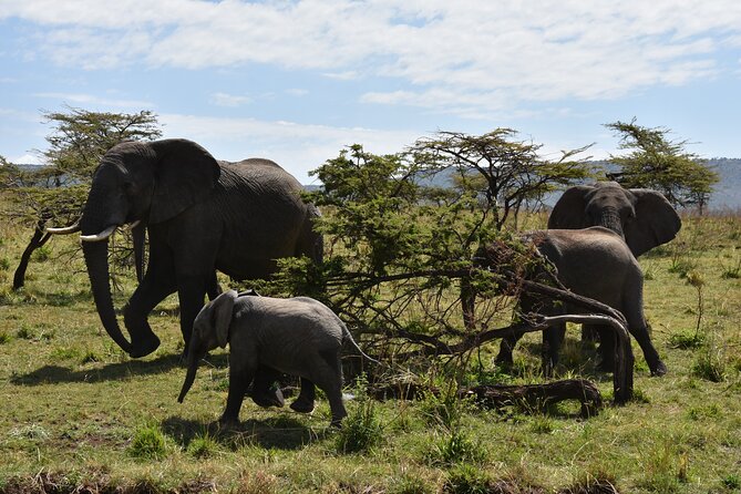 2 Days Safari Through Tarangire NP and Lake Manyara NP - Frequently Asked Questions