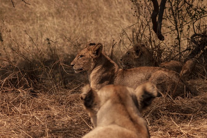 2 Days Safari To Mikumi National Park - Good To Know
