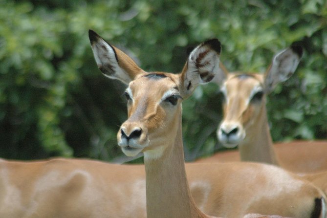 2 Days Safari To Mikumi National Park - Transportation Logistics