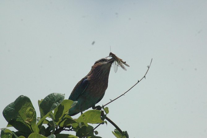 2 Days Safari To Mikumi National Park - Frequently Asked Questions