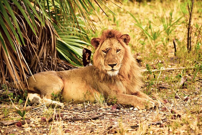 2 Days Safari to Selous National Park From Zanzibar - Good To Know