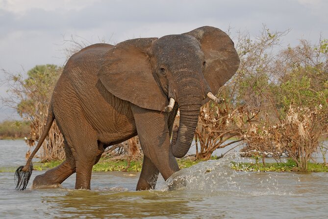 2 Days Safari to Selous National Park From Zanzibar - Important Information for Travelers