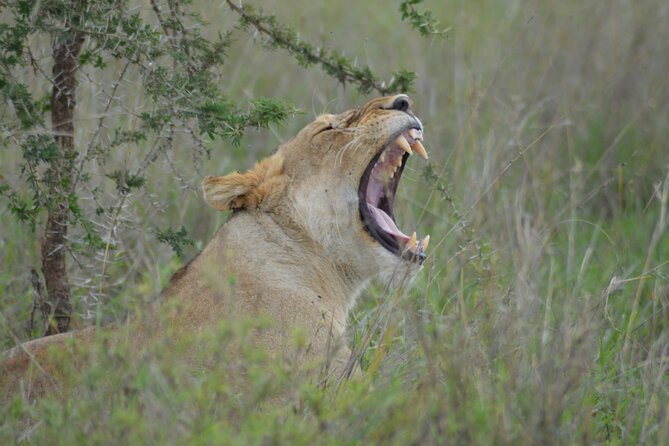 2 Days Safari to Tarangire National Park and Ngorongoro Crater - Cancellation Terms