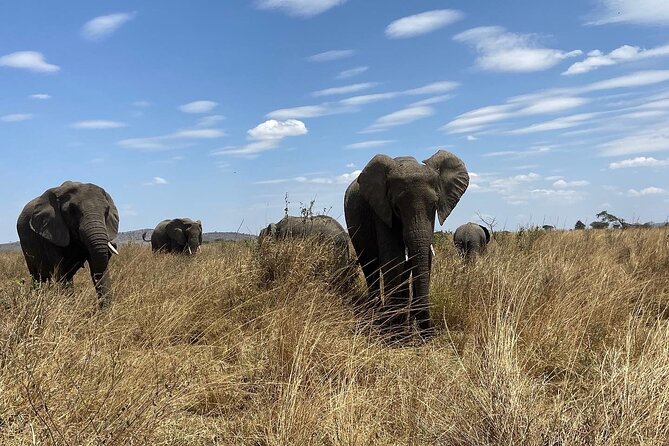 2 Days Safari to Tarangire National Park and Ngorongoro Crater - Health Recommendations