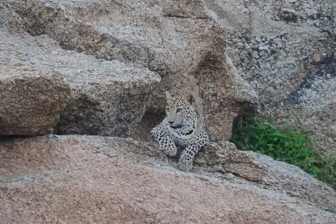 2 Days Safari Tour in Jawai and Jodphur - The Itinerary: What to Expect