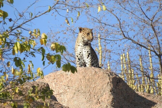 2 Days Safari Tour in Jawai and Jodphur - FAQ