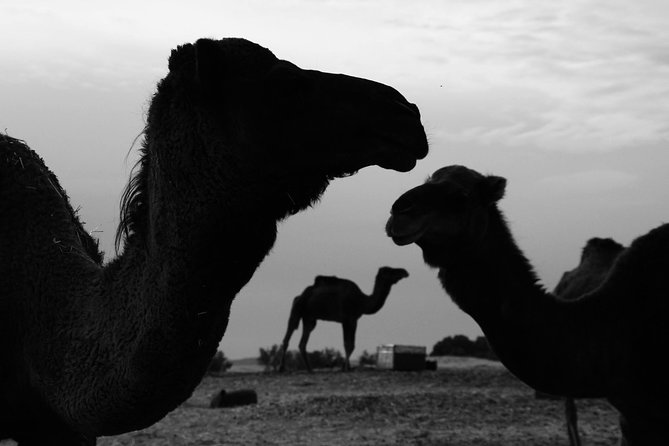 2 Days Sahara Desert Trip From Fes Return To Fes All Inclusive - Meeting Point Details
