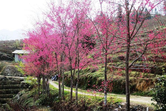 2 Days Sapa Trekking In Cat Cat And Ta Van Village From Hanoi - Cancellation Policy