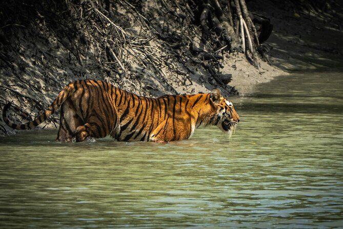 2 Days Sundarban Mangroves Tour from Kolkata - Discover the Magic of the Sundarbans in Just Two Days