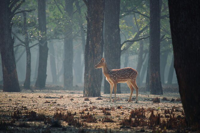 2 Days Sundarban Mangroves Tour from Kolkata - Who Will Love This Tour?