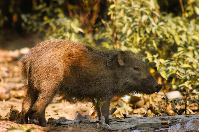 2 Days Sundarban Mangroves Tour from Kolkata - Final Thoughts