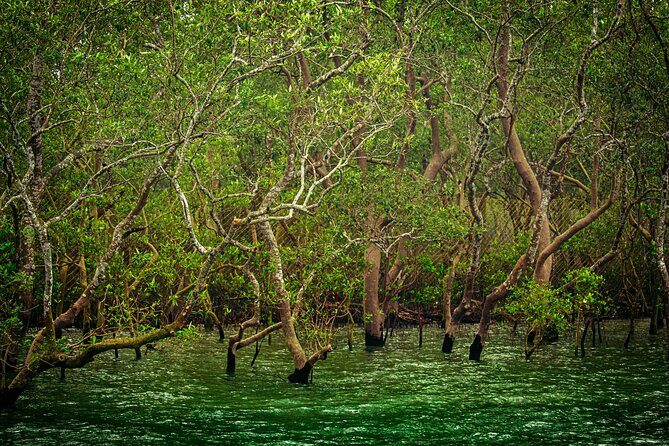 2 Days Sundarban Mangroves Tour from Kolkata - FAQs