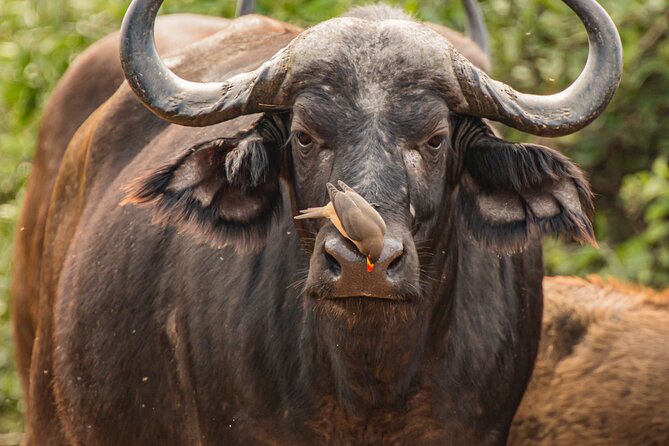 2 Days Tanzania Midrange Group Join Safari - Good To Know