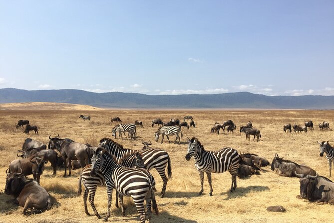 2 Days Tanzania Midrange Group Join Safari - Cancellation Policy