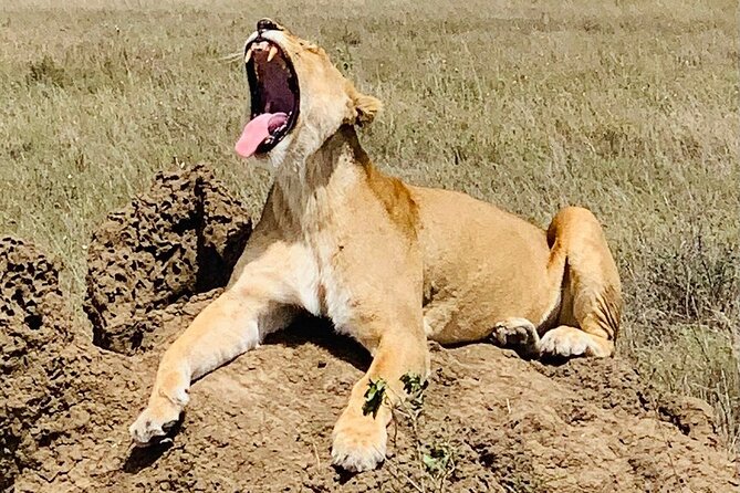 2- Days Tanzania Private (Budget) Safari - Booking and Cancellation Policies