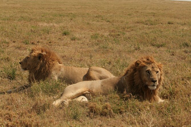 2 Days Tarangire and Ngorongoro Safari From Zanzibar - Additional Info and Accessibility