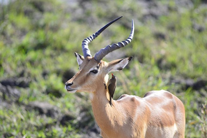 2 Days Tarangire & Ngorongoro Budget Camping Safari Tour Tanzania - Pickup and Meeting Points