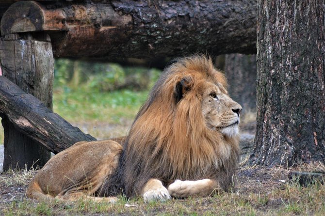 2 Days Tarangire & Ngorongoro Budget Camping Safari Tour Tanzania - Tour Highlights